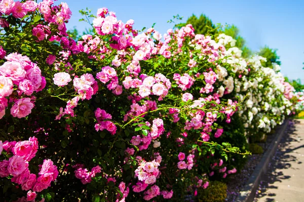 Ροζ Και Λευκά Τριαντάφυλλα Αναρρίχησης Καλοκαιρινά Λουλούδια Μια Ηλιόλουστη Μέρα — Φωτογραφία Αρχείου