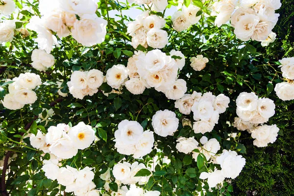 Rosas Brancas Escalar Perto Flores Verão Dia Sol Contexto — Fotografia de Stock