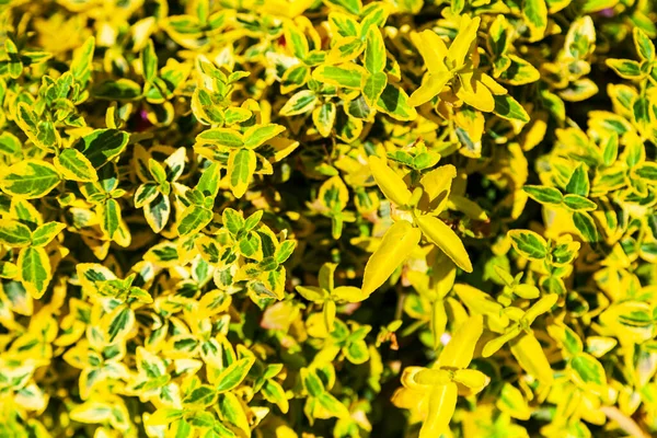 Prydnadsväxt Med Gula Och Gröna Blad Trädgården Naturlig Bakgrund — Stockfoto