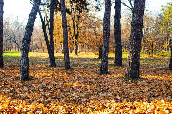 Beau Parc Automne Beau Paysage Automne Feuilles Tombées Sur Sol — Photo