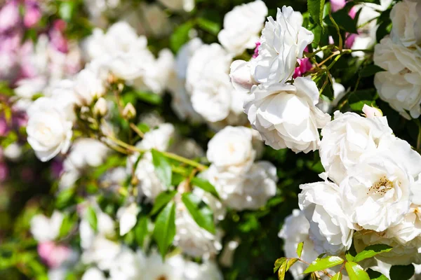 Білі Альпіністські Троянди Крупним Планом Літні Квіти Сонячний День — стокове фото