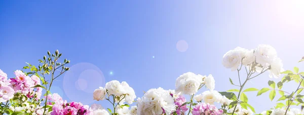 Różowo Białe Róże Wspinaczkowe Tle Nieba Zbliżenie Lato Kwiaty Słoneczny — Zdjęcie stockowe