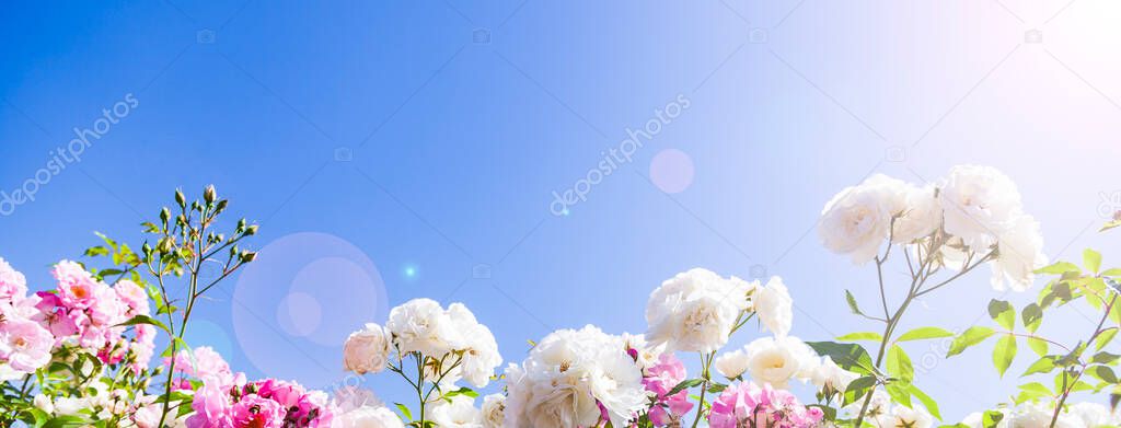 Pink and white climbing roses against a sky background close-up. Summer flowers on a sunny day.