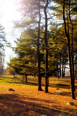 Güzel bir sonbahar parkı. Güzel bir sonbahar manzarası. Yere düşen yapraklar..