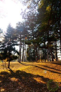 Güzel bir sonbahar parkı. Güzel bir sonbahar manzarası. Yere düşen yapraklar..