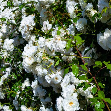 Bahçedeki beyaz tırmanma gülleri. Güneşli bir günde yaz çiçekleri.