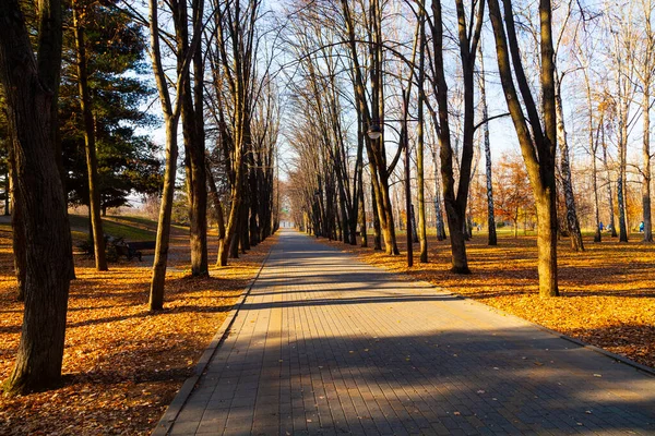 Vacker Höstpark Vackert Höstlandskap Fallna Löv Marken — Stockfoto