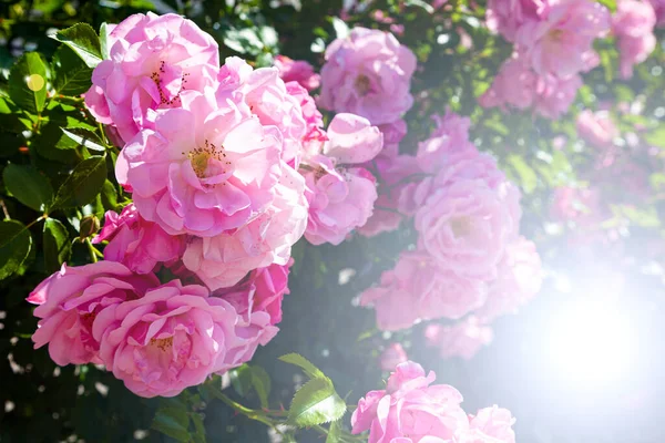 Bahçede Pembe Tırmanma Gülleri Güneşli Bir Günde Yaz Çiçekleri — Stok fotoğraf
