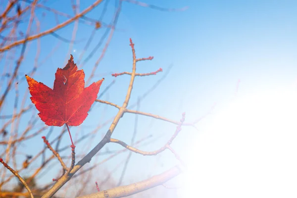 明亮的黄叶在阳光下 秋季背景 — 图库照片