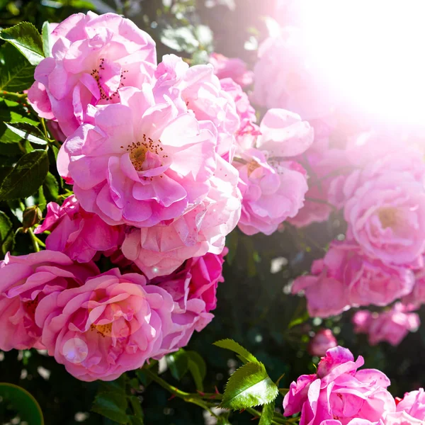 Bahçede Pembe Tırmanma Gülleri Güneşli Bir Günde Yaz Çiçekleri — Stok fotoğraf