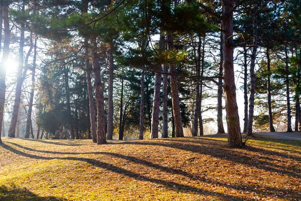 Beau Parc Automne Beau Paysage Automne Feuilles Tombées Sur Sol — Photo