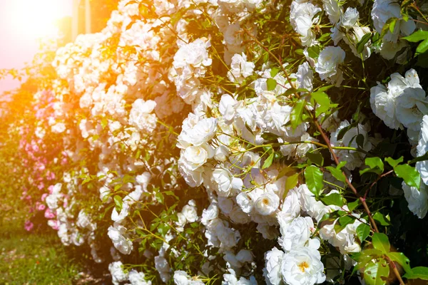 Białe Róże Wspinaczkowe Ogrodzie Lato Kwiaty Słoneczny Dzień — Zdjęcie stockowe