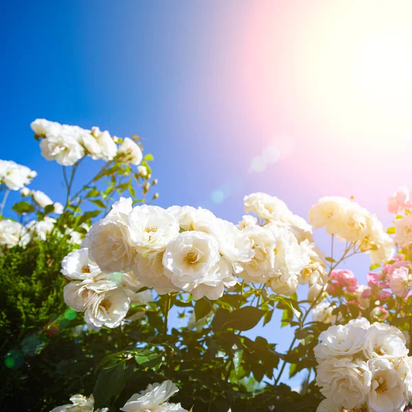 Rosas Trepadoras Rosas Blancas Sobre Fondo Celeste Primer Plano Flores — Foto de Stock