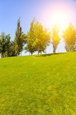 Ağaçlar gökyüzüne karşı. Parktaki güzel yaz manzarası. Yeşil çimen.