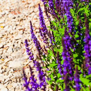 Lanet olası Lavanta. Güzel leylak lavanta çiçekleri yakın plan.