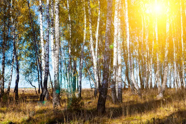 Forêt Bouleaux Automne Paysage Arbres Jaunes Par Une Journée Ensoleillée — Photo