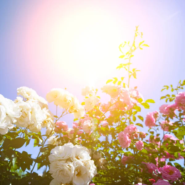 Rosas Trepadoras Rosas Blancas Sobre Fondo Celeste Primer Plano Flores — Foto de Stock