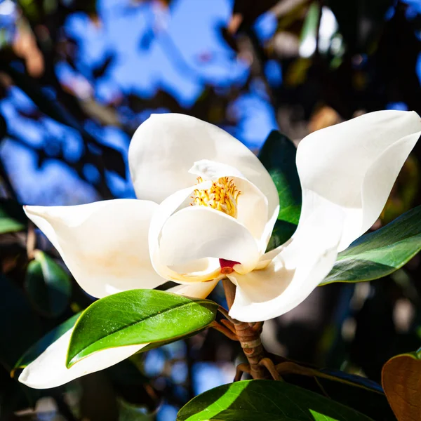 Blooming magnolia close up. Beautiful southern flower in the park.