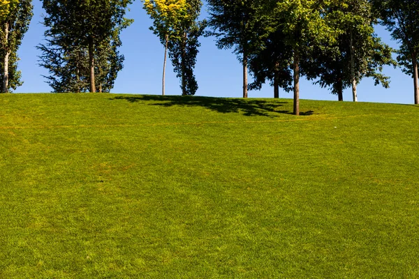 Träd Mot Himlen Vackert Sommarlandskap Parken Grön Gräsmatta — Stockfoto