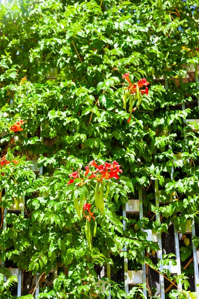Скелелазіння Рослини Квітами Паркані Прекрасний Дизайн Парку Квітковий Фон — стокове фото