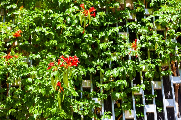 Planta Escalada Com Flores Cerca Belo Design Parque Fundo Floral — Fotografia de Stock