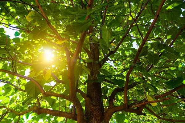 阳光透过树枝射出光芒 夏季风景 — 图库照片