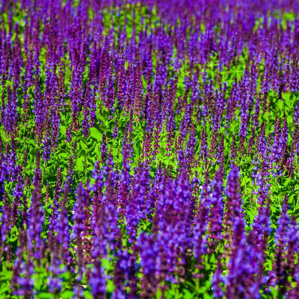 Lavanda Floreciente Hermosas Flores Lavanda Lila Primer Plano — Foto de Stock