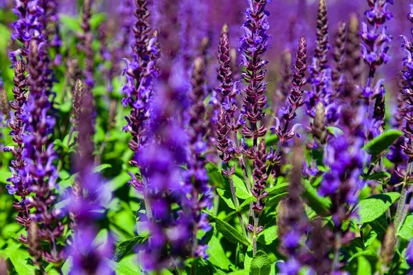 Bloeiende Lavendel Mooie Lila Lavendel Bloemen Close — Stockfoto