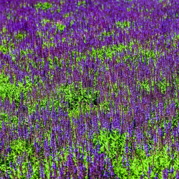 Lavanda Floreciente Hermosas Flores Lavanda Lila Primer Plano — Foto de Stock