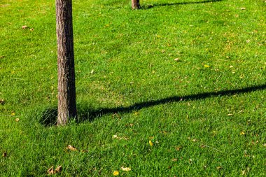Çimenlikteki ağaç. Yaz Şehir Parkı.