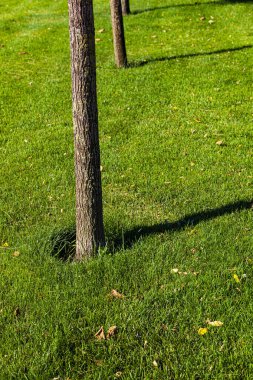 Çimenlikteki ağaç. Yaz Şehir Parkı.