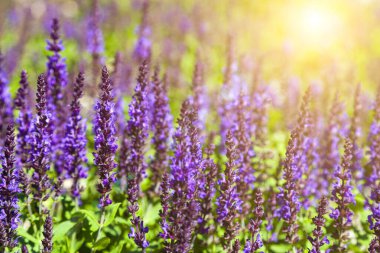 Lanet olası Lavanta. Güzel leylak lavanta çiçekleri yakın plan.