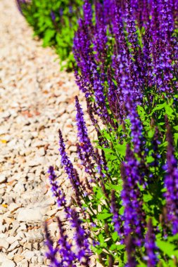 Lanet olası Lavanta. Güzel leylak lavanta çiçekleri yakın plan.