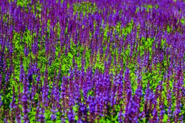 Lanet olası Lavanta. Güzel leylak lavanta çiçekleri yakın plan.