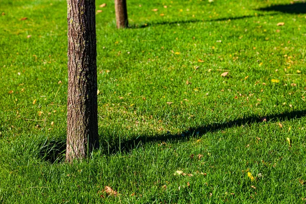 Drzewo Trawniku Bliska Letni Park Miejski — Zdjęcie stockowe