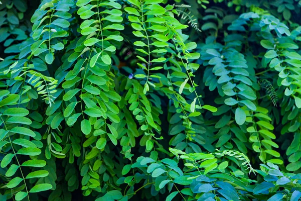 Acácia Sai Perto Fundo Vegetal — Fotografia de Stock