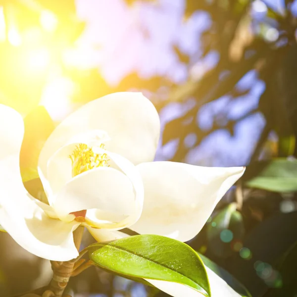 Magnolia Fiore Vicino Bellissimo Fiore Del Sud Nel Parco — Foto Stock
