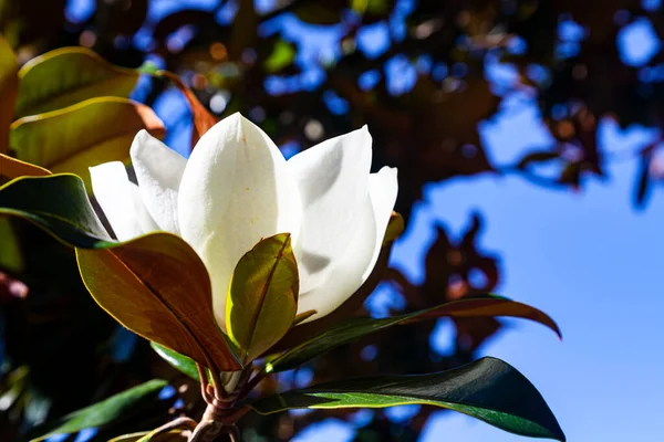 Blühende Magnolien Aus Nächster Nähe Schöne Südliche Blume Park — Stockfoto