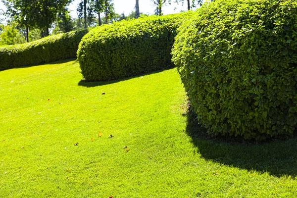 Arbustes Sur Pelouse Gros Plan Parc Été Aménagement Paysager — Photo