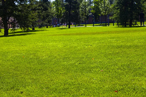 Close-up lawn and trees in the distance. Summer city park.
