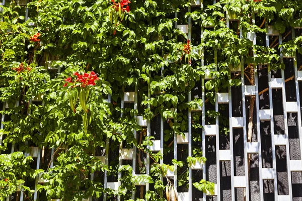Скелелазіння Рослини Квітами Паркані Прекрасний Дизайн Парку Квітковий Фон — стокове фото