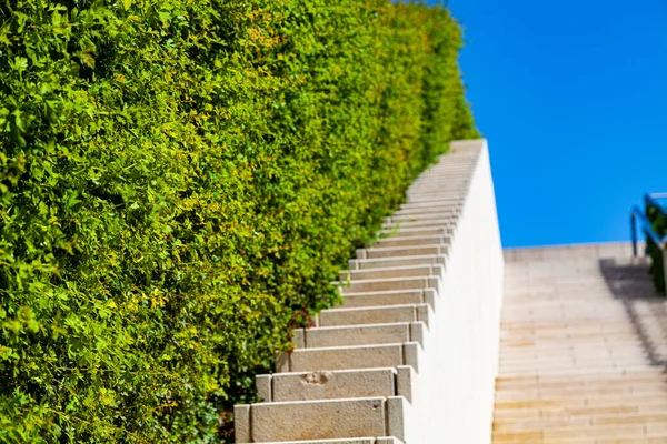 Arbusto Verde Escaleras Blancas Contra Cielo Parque Verano — Foto de Stock