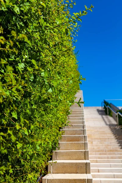 Arbusto Verde Escaleras Blancas Contra Cielo Parque Verano — Foto de Stock