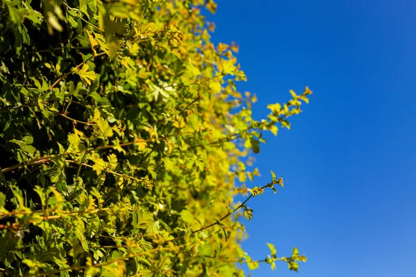 碧绿的灌木丛映衬着天空 夏季公园 — 图库照片