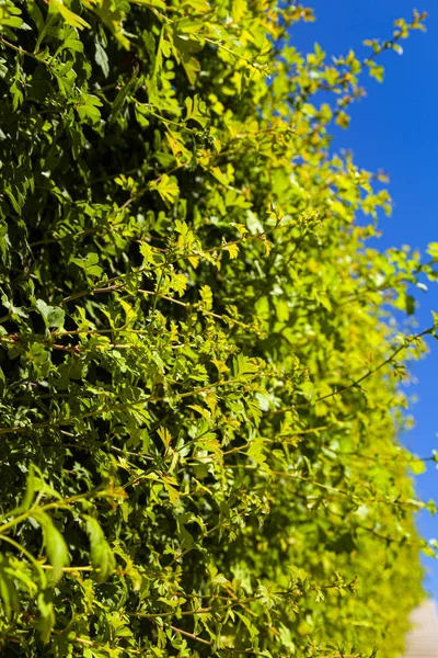 碧绿的灌木丛映衬着天空 夏季公园 — 图库照片