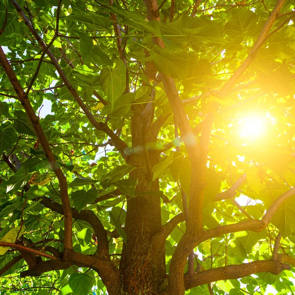 Zon Schijnt Door Takken Van Een Boom Zomer Landschap — Stockfoto