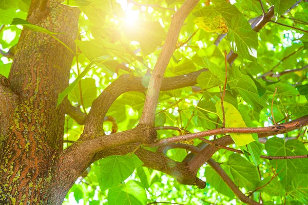 阳光透过树枝射出光芒 夏季风景 — 图库照片