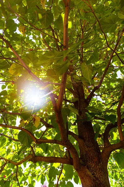 Solen Skiner Genom Grenarna Ett Träd Sommarlandskap — Stockfoto