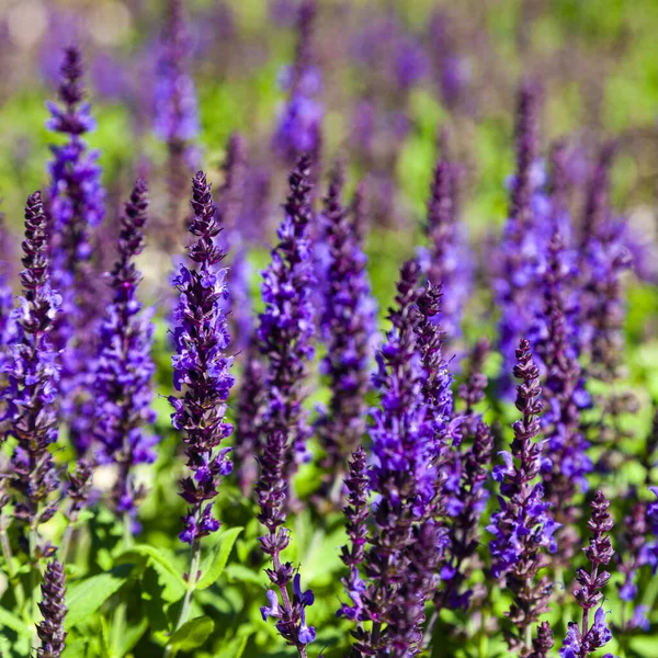 Bloeiende Lavendel Mooie Lila Lavendel Bloemen Close — Stockfoto