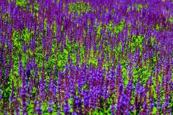 Lavanda Floreciente Hermosas Flores Lavanda Lila Primer Plano — Foto de Stock